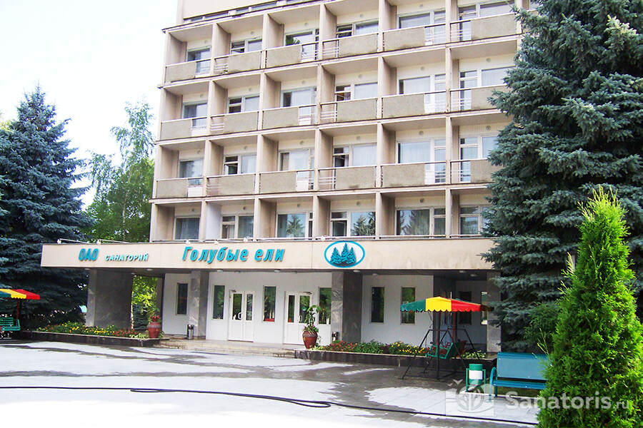 Голубые ели